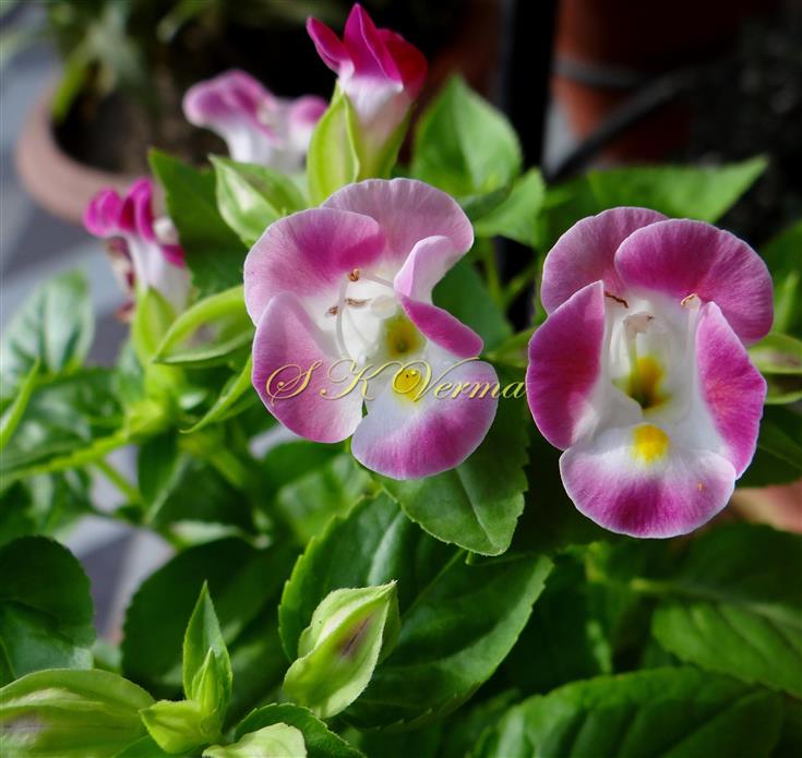  Flowers
